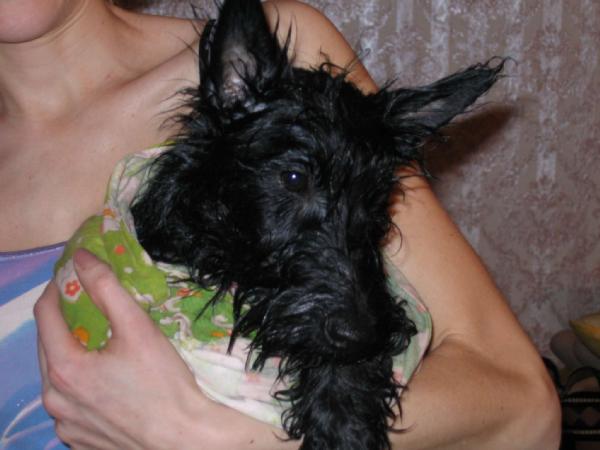 Приняла ванну. СобаШка :)