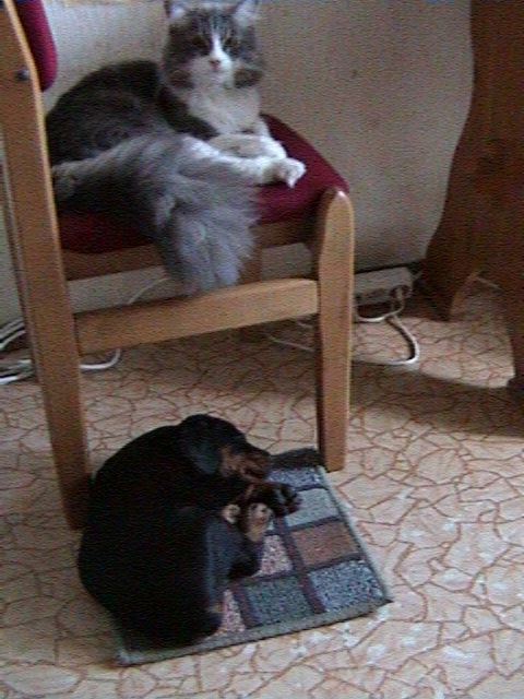 Спят усталые игрушки -2. Питомцы