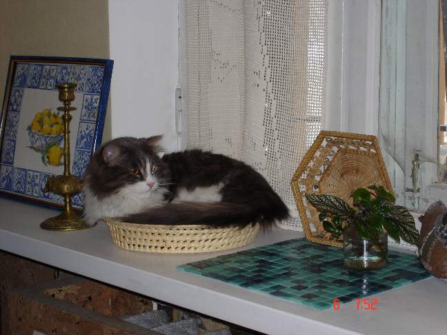 Степа наподоконнике. Питомцы