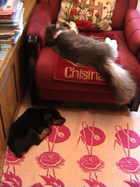 Спят усталые игрушки - 3. Питомцы