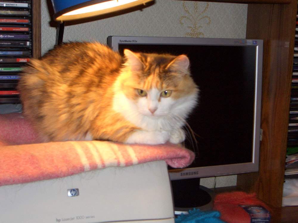 Мои любимцы