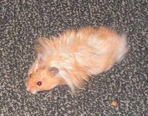 Мартиша. Питомцы