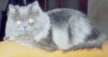 Персик. Кошки