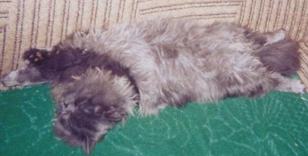 Персик 4. Кошки