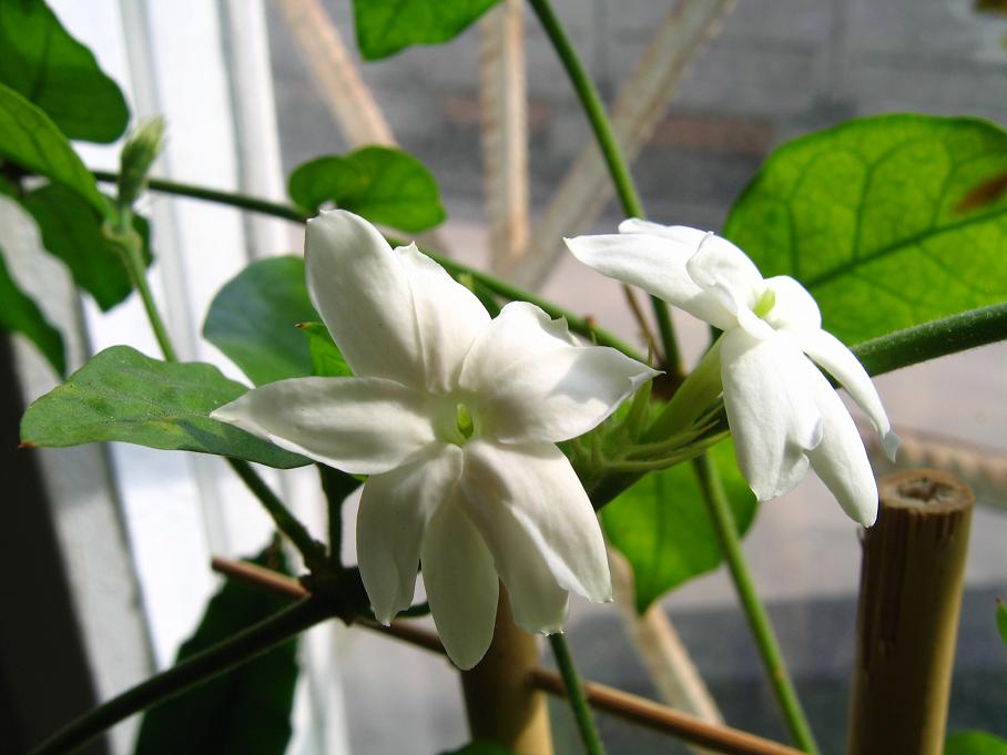 цветок. жасмин