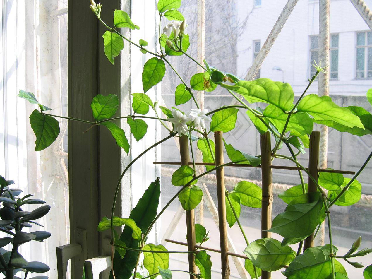 цветик. жасмин