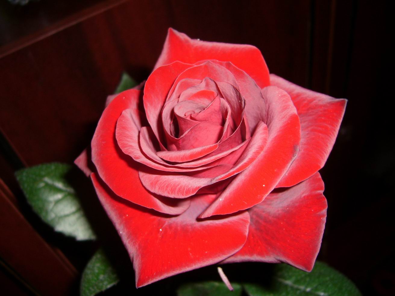 Просто очень красивая роза. Цветочки. Фотоальбом участника Рогнеда