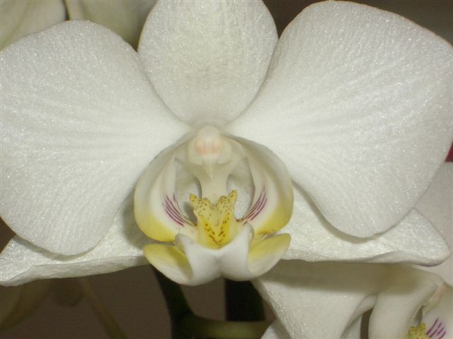 И крупным планом. Фаленопсисы