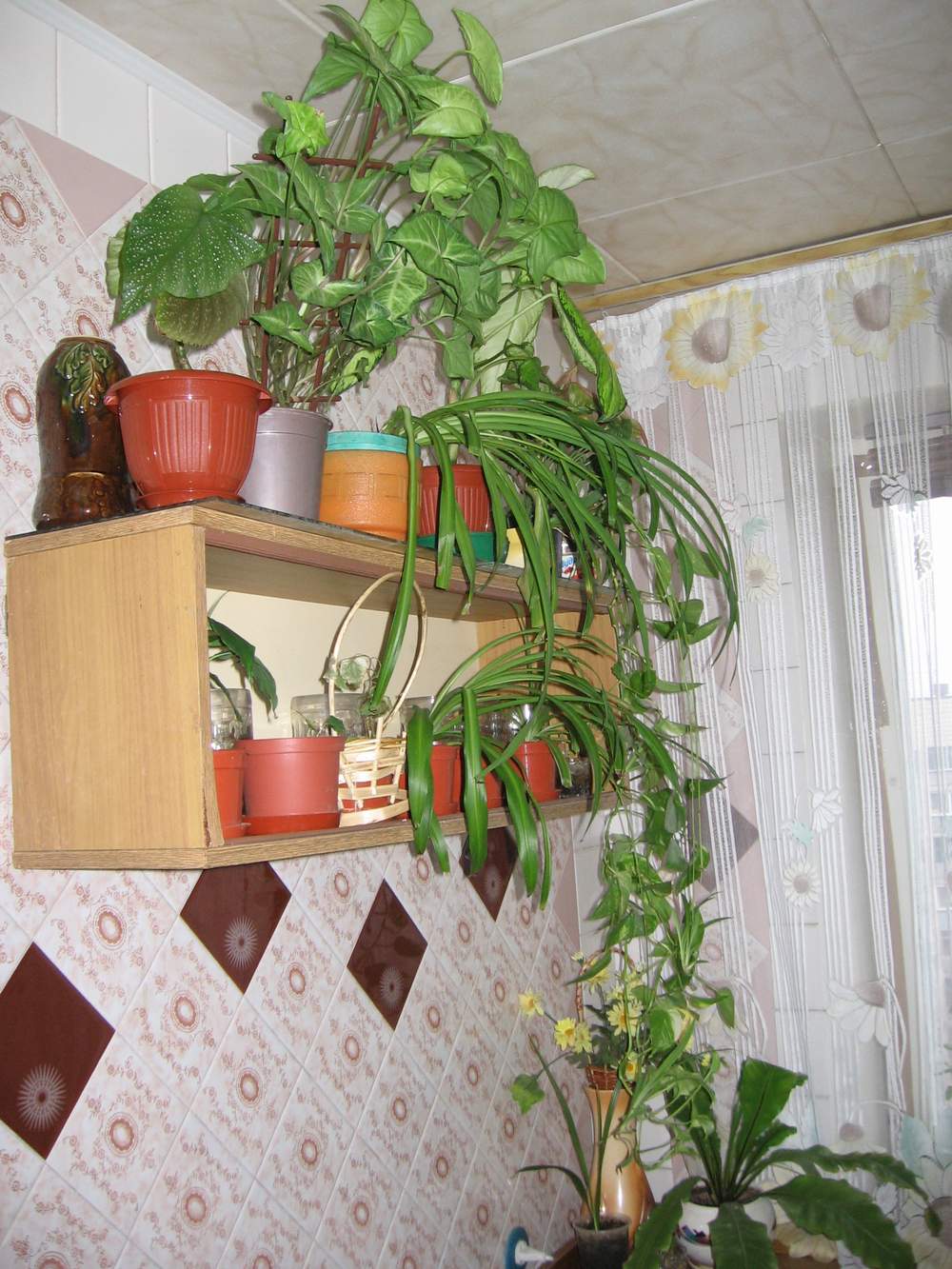 Кухня. Мои цветули