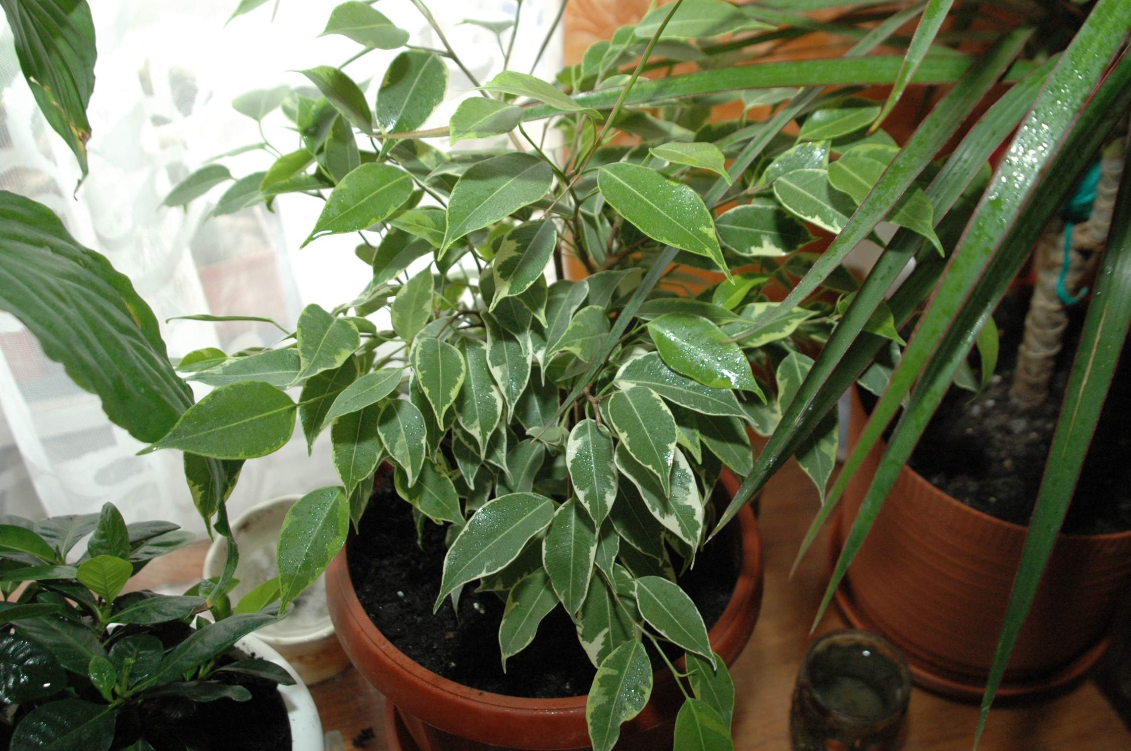 Фикус Бенджамина. Мои цветули