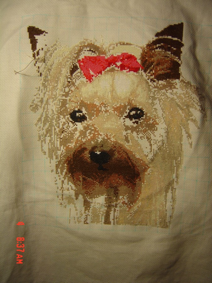 'Йоркширский терьер' (Сева)