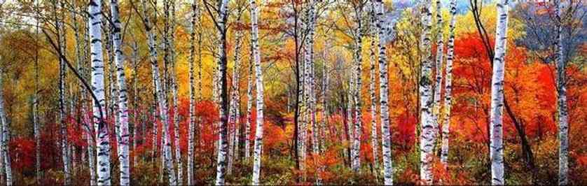 Birch Forest French Alps. Mystic stitch (i have)