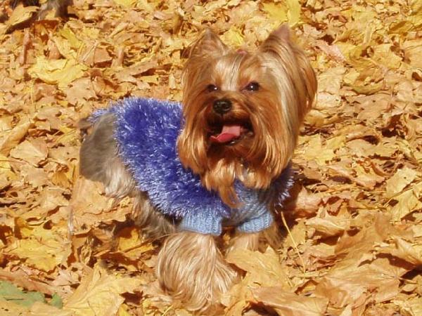 Синенький свитер. Одежки