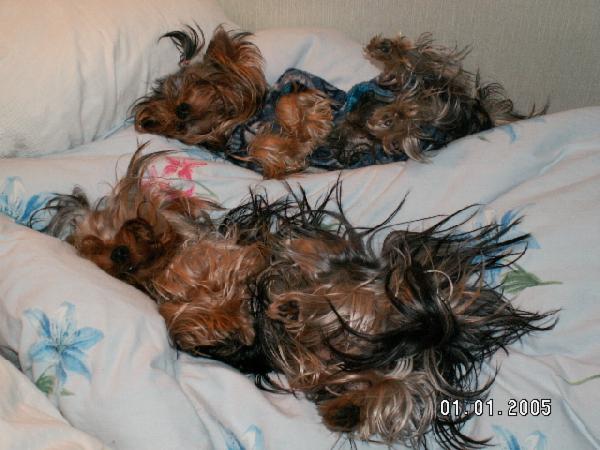 Два прикола. Мои собаньки