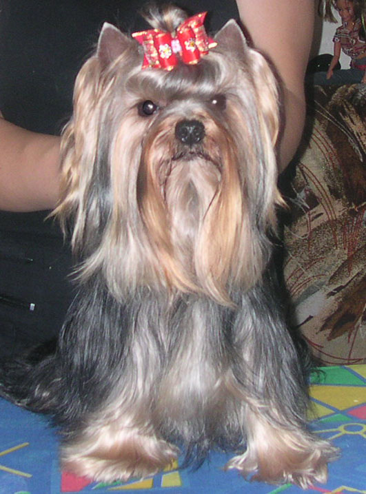 И это Ластик). Мои собаньки