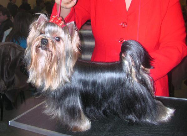 Ласт Лавер. Вот какой я красявый!). Мои собаньки