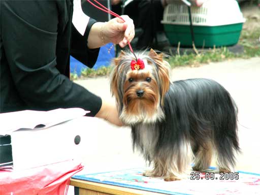 Люк. Перед рингом.. Мои собаньки