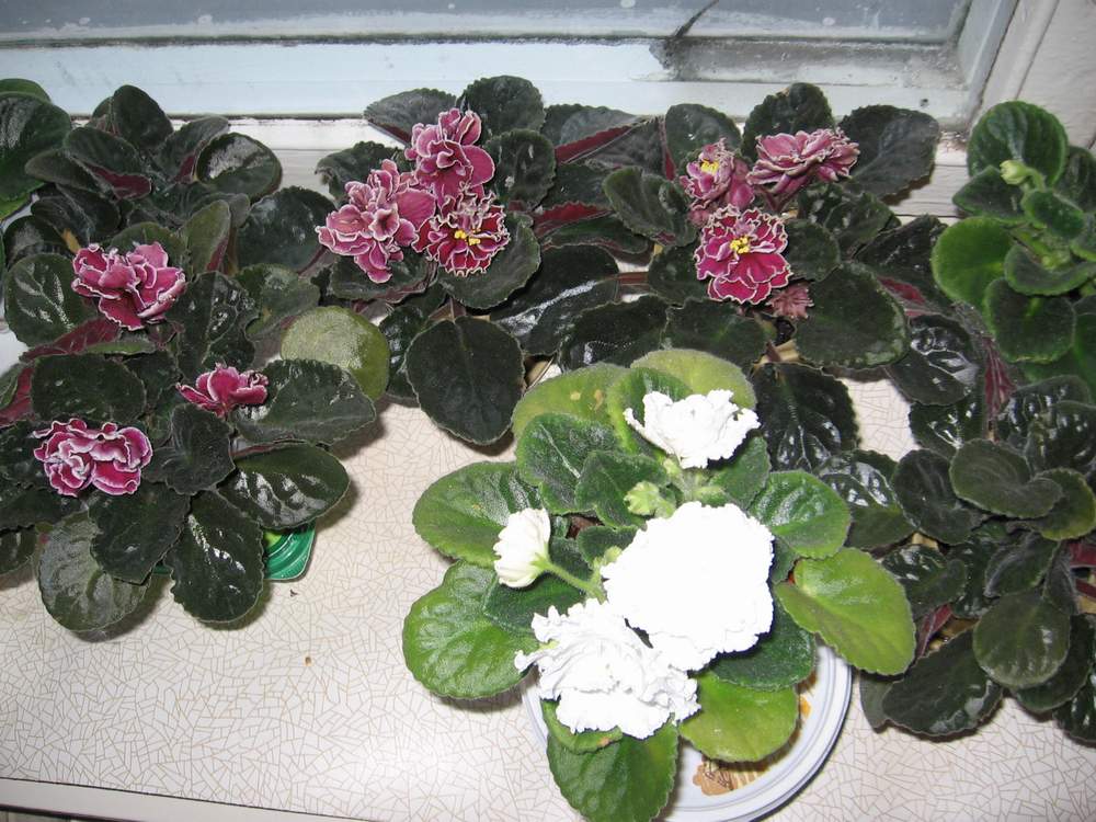 Мои цветули