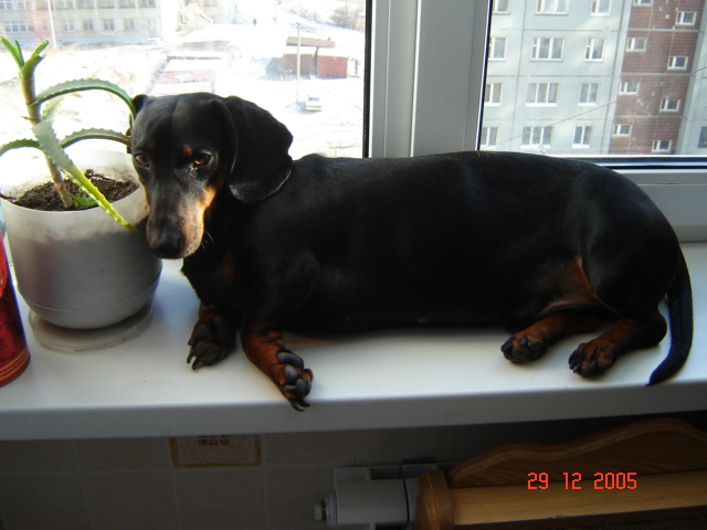 Очень любит сидеть на окошке. Чарлик