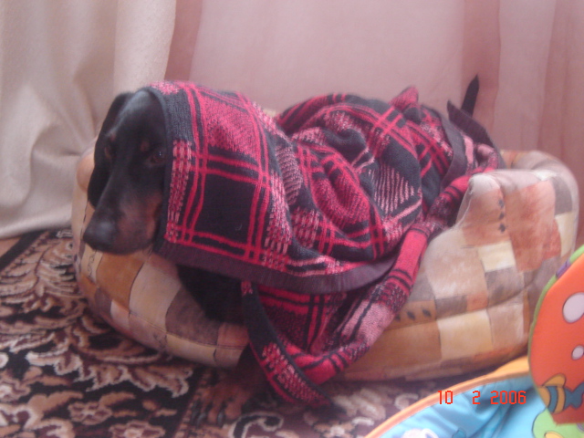 А  так мы спим. Обычно ещё и в штору заворачиваемся, но мама ругает. Чарлик