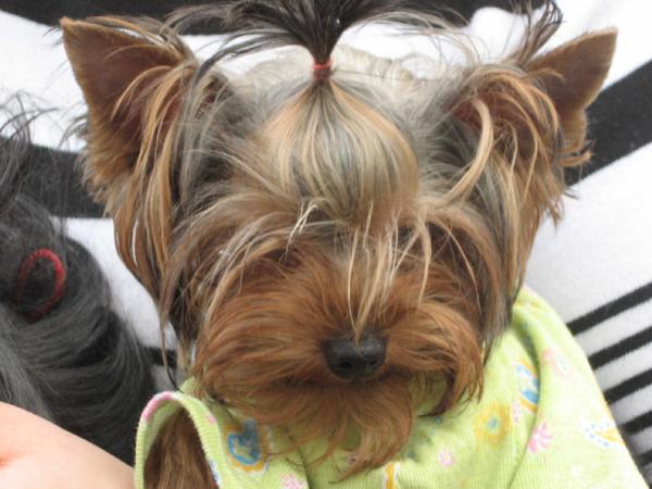 Гномик. Мои собаньки