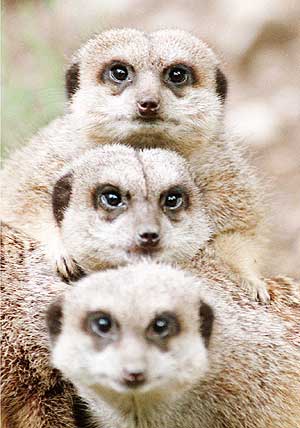Trio. Suricata