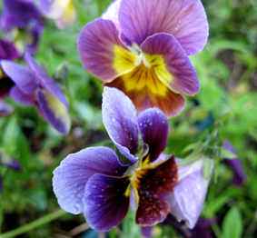 анютины глазки. Мои фото цветов