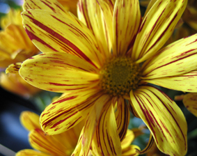 хризантема. Мои фото цветов