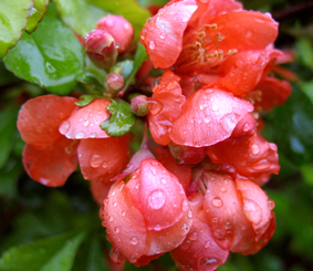 японская айва. Мои фото цветов