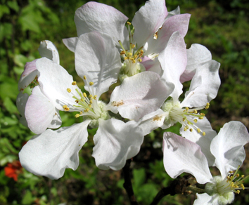 яблоня. Мои фото цветов