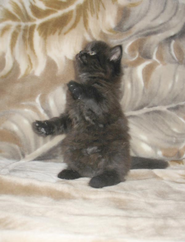 Полтора месяца. Коты - 2006