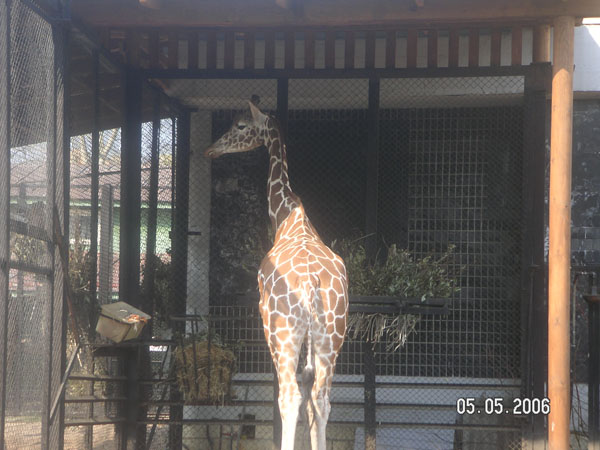 Жираф. Зоопарк 