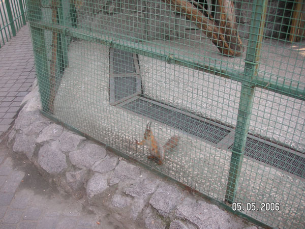 Сумасшедшая белочка:). Зоопарк 