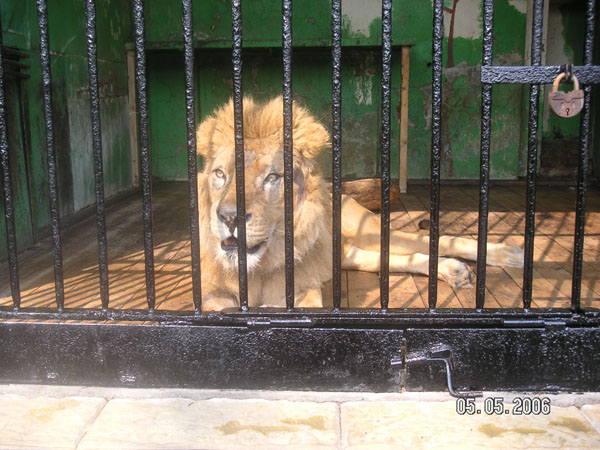 Лева. Зоопарк 