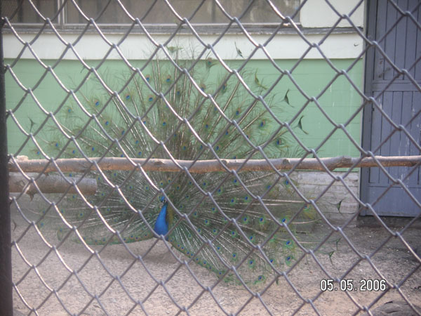 Плейбой. Зоопарк 