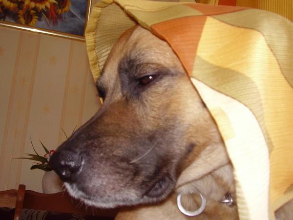 Rokki. Moi ljubimije zhivotnije.