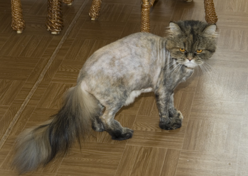 Как выглядят колтуны у кошек Лысая Тома. Звери. Фотоальбом участника Annika