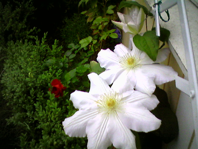 Hvid klematis 2006. Наш сад