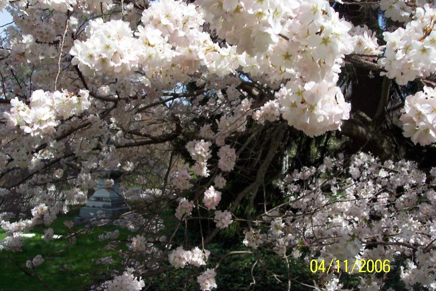 Cincinnati-Spring 2006