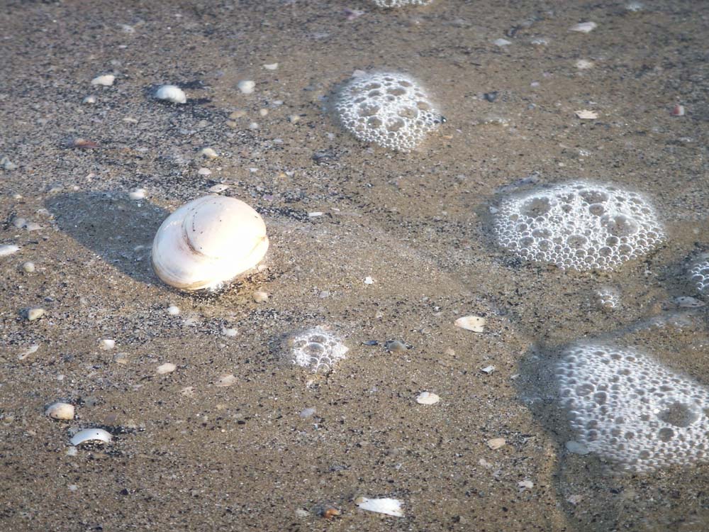 купи ракушкууу. в италии