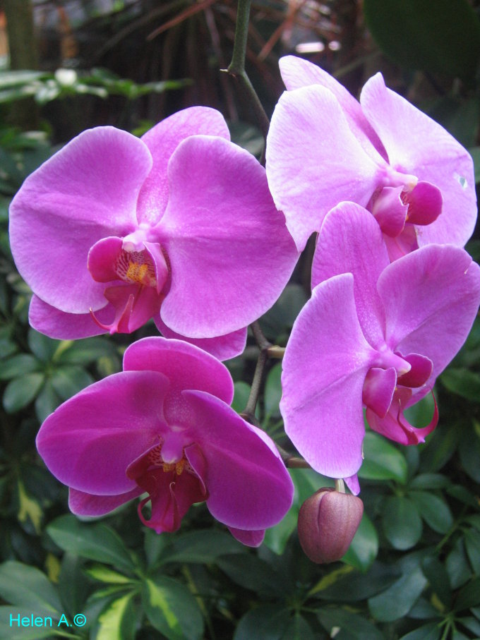 Орхидея. Гонконг