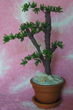 Сосна-бонсай. 