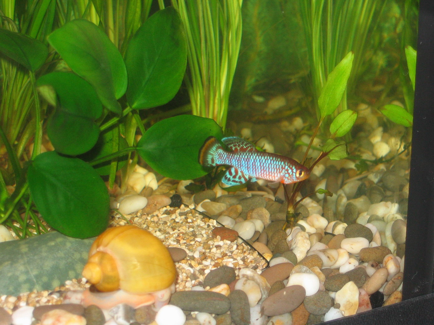 Аквариум и зверьё моё))