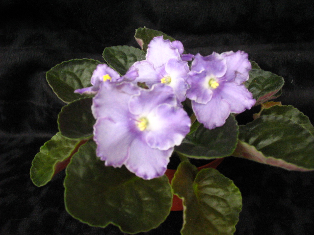 Opera Paolo. фиалки