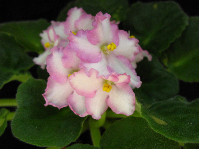 Лучезарная. фиалки