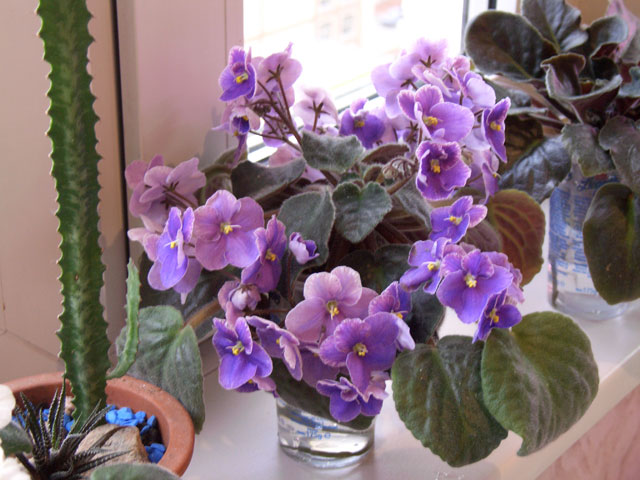 Carnival. Фиалочки