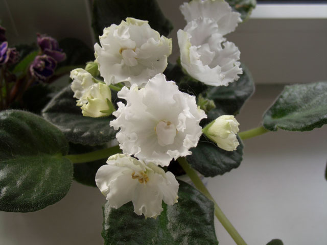 Gilian. Фиалочки