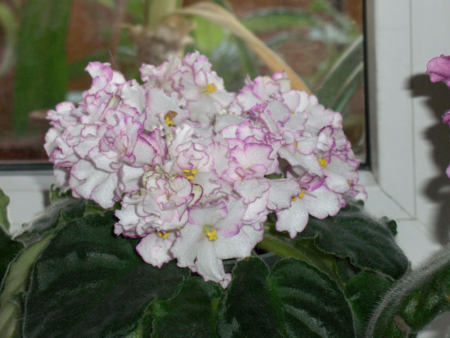 Ness Cherry Smoke. Фиалочки