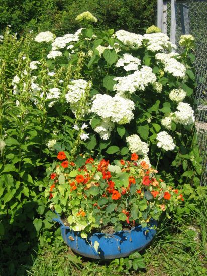 Цветочки у входа. лето 2006