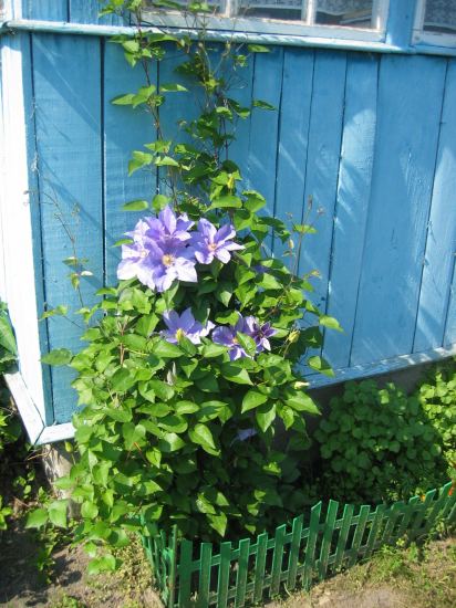 И еще... клематисы. лето 2006